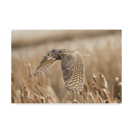 Peter Stahl 'Great Horned Owl Field' Canvas Art,30x47